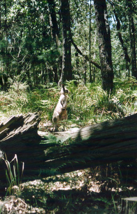 Australia on the road: Murramorrang National Park