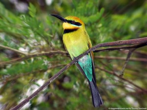 Melbourne bird - Australia