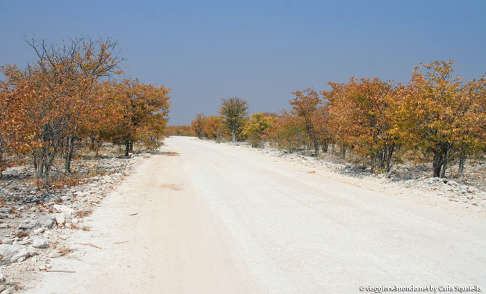 Etosha - Namibia