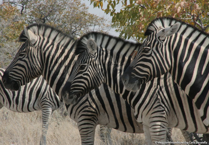 Namibia, Etosha - Zebre di Burchell