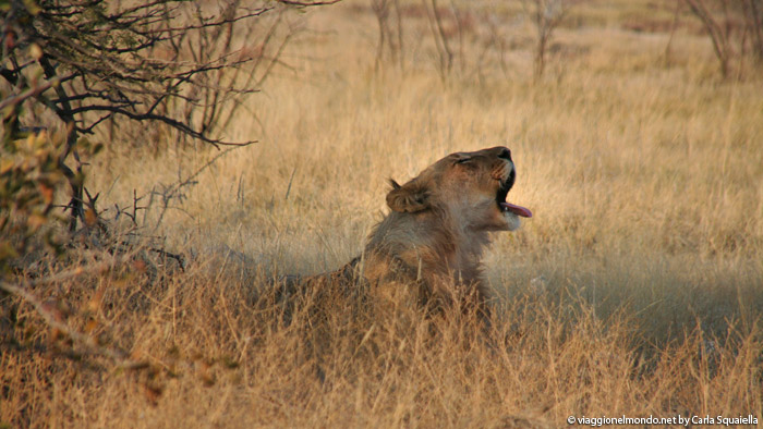 Namibia, Etosha - Leone