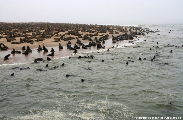 Namibia - Otarie a Walvis Bay