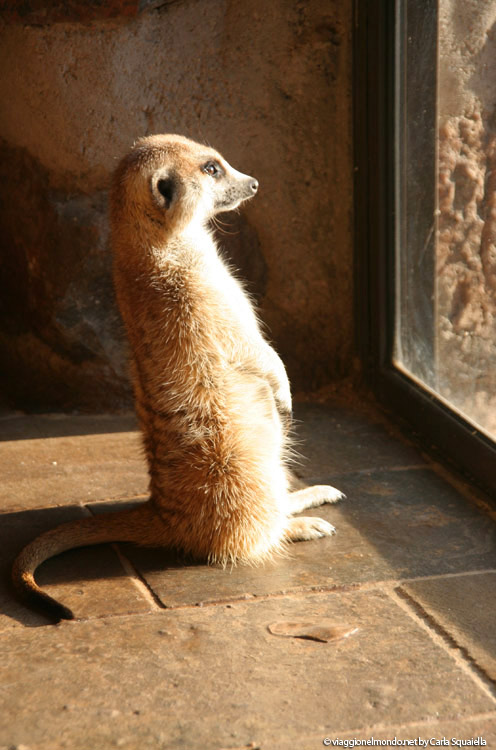Namibia - Suricati