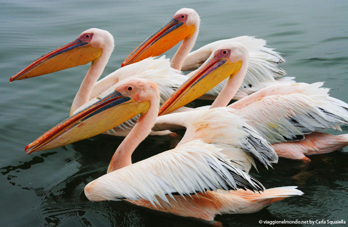 Namibia - fenicotteri a Walvis Bay