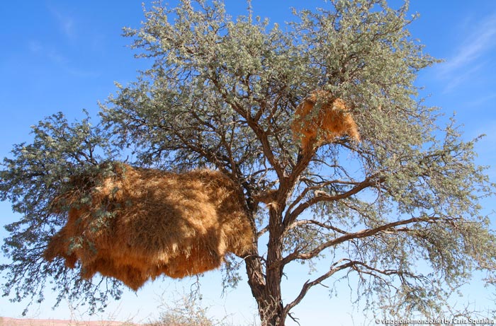 fauna Namibia - nido uccelli tessitori