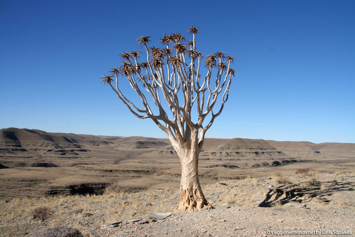 Namibia - Aloe Dichotoma