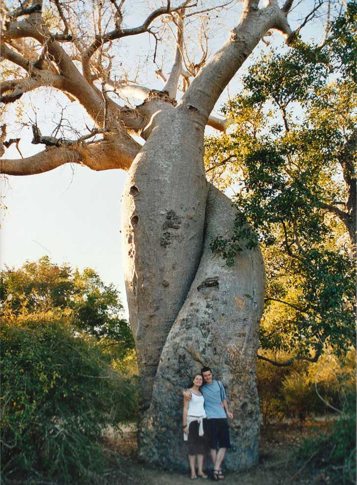 Baobab innamorati
