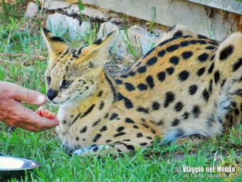 Viaggio in Sudafrica