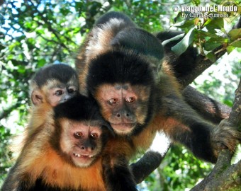 Monkeyland, Sud Africa