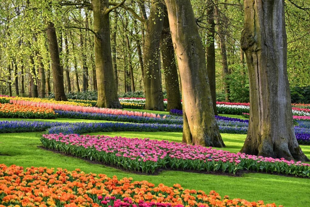 parco botanico Keukenhof