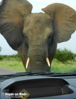 Kruger National Park - Sudafrica