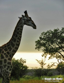 Kruger National Park