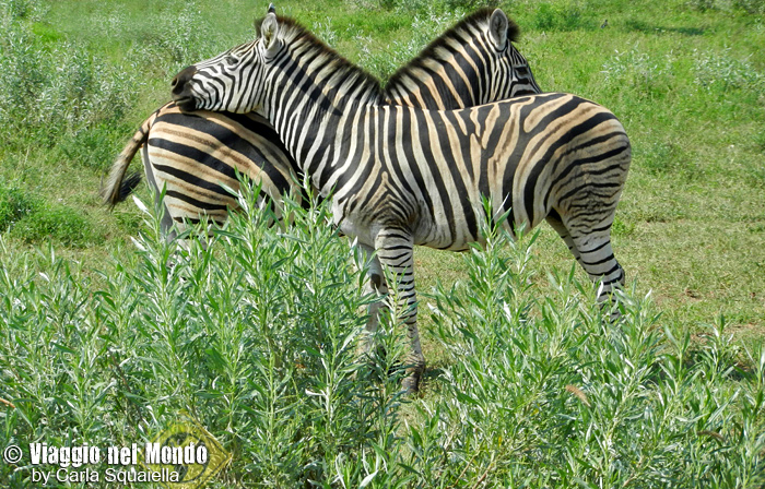 Kruger National Park - Zebre