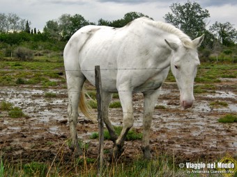 camargue