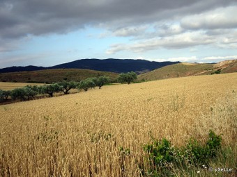 Panorami Cammino di Santiago Il Cammino di Santiago, da Puente la Reyna a Estella