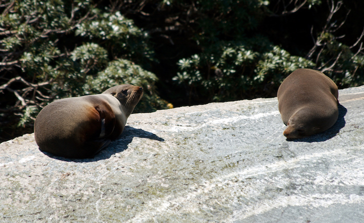 Foche a Milford Sound, Nuova Zelanda