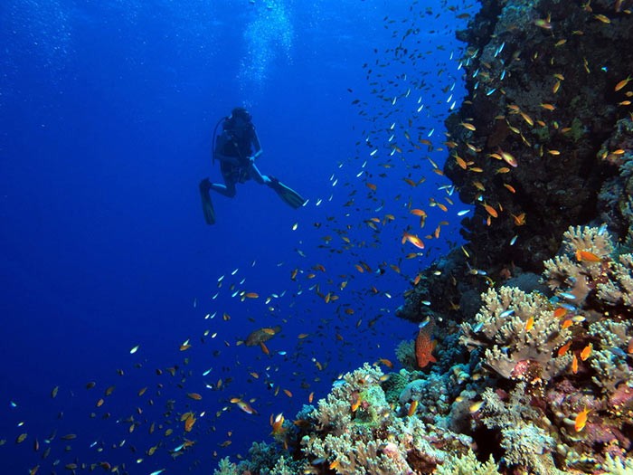Elphinstone Reef, Mar Rosso