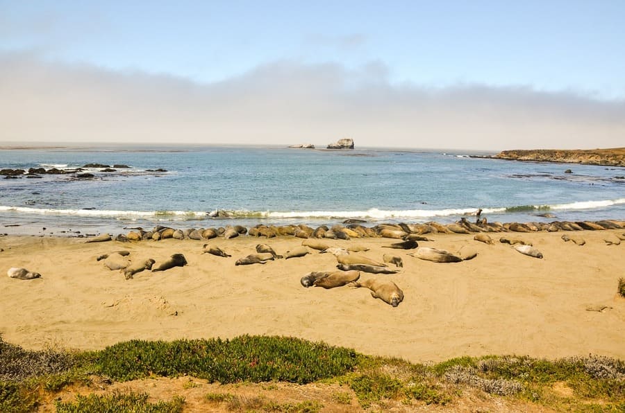 Piedras Blancas, California
